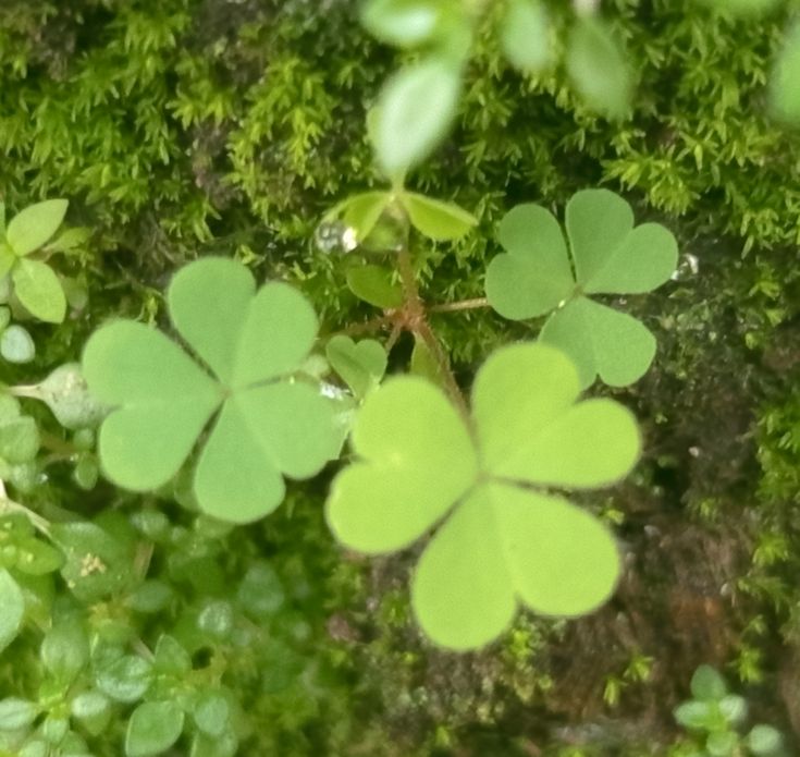 Clovers