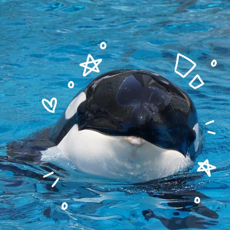 Orca